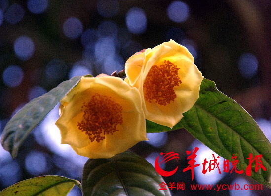 ����ɽ���������𻨲迪����