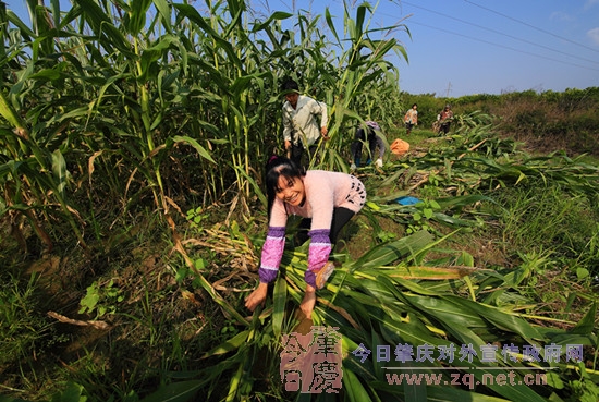 �����ֺ󸴲����׿����ջ�