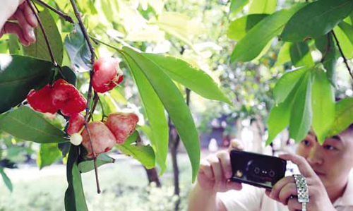 �Ǻ�ʪ�ع�԰СС�����������֦ͷ